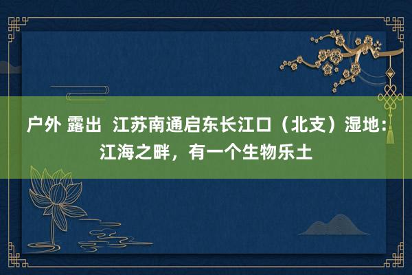 户外 露出  江苏南通启东长江口（北支）湿地：江海之畔，有一个生物乐土